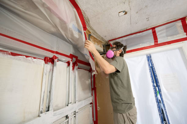 Professional Mold Removal in Oriole Beach, FL