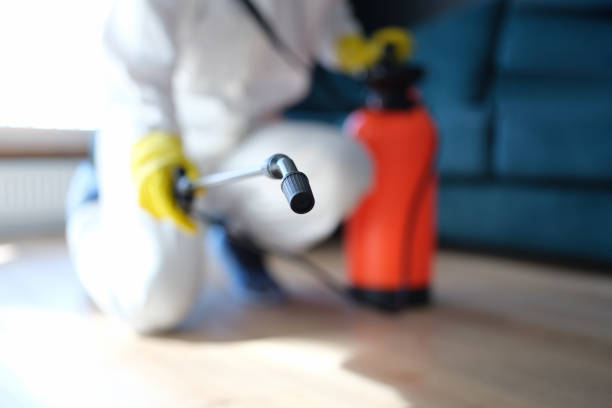Best Black Mold Removal  in Oriole Beach, FL