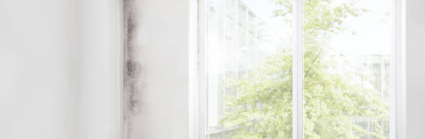 Best HVAC Mold Inspection and Cleaning  in Oriole Beach, FL