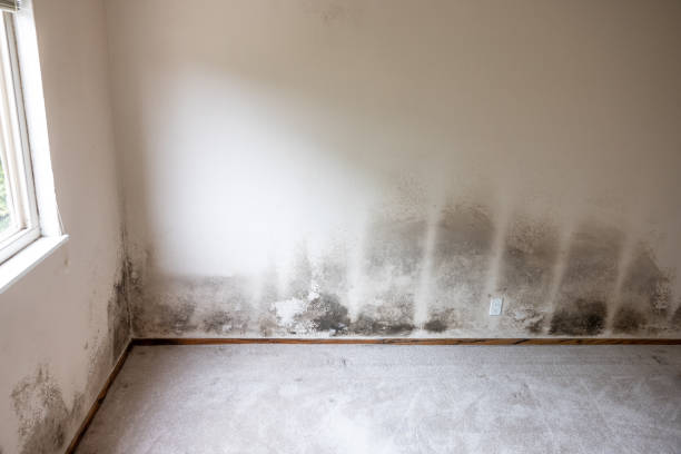 Best Mold-Related Health Consultation  in Oriole Beach, FL